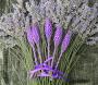 Seminte profesionale  Lavandula angustifolia - Levantica - imagine 49460